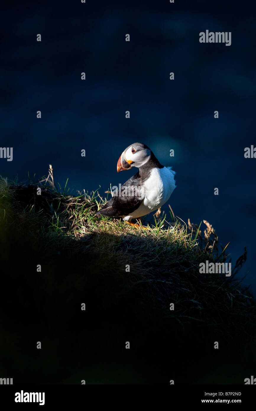 Dans l'île de Mykines macareux Banque D'Images