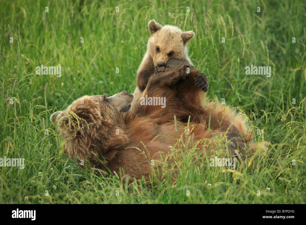 Ours d'Europe (Ursus arctos). Mère couchée dans l'herbe en jouant avec cub Banque D'Images