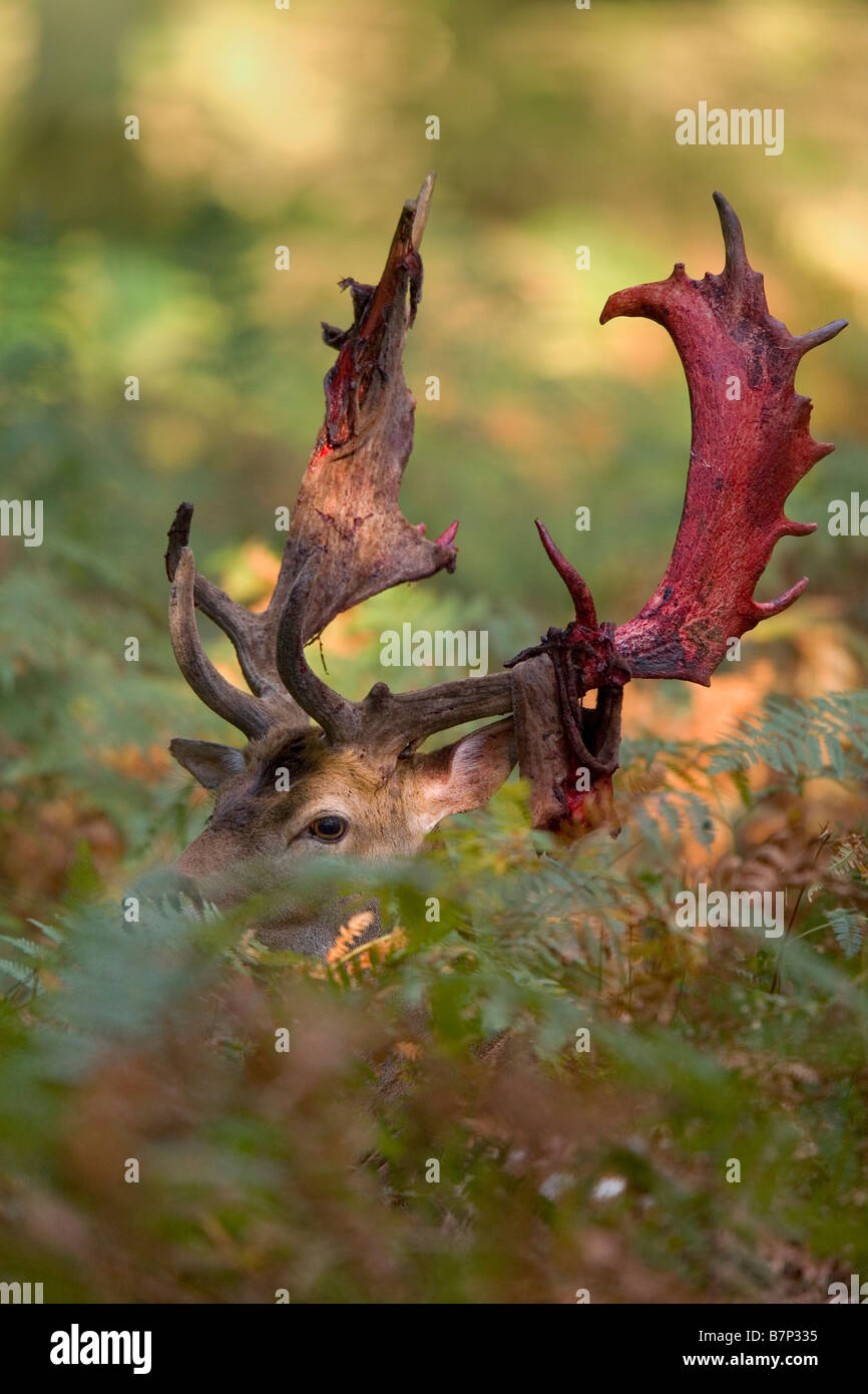 Le daim (Dama dama, Cervus dama). Stag avec abri partiellement chez les fougères de velours Banque D'Images