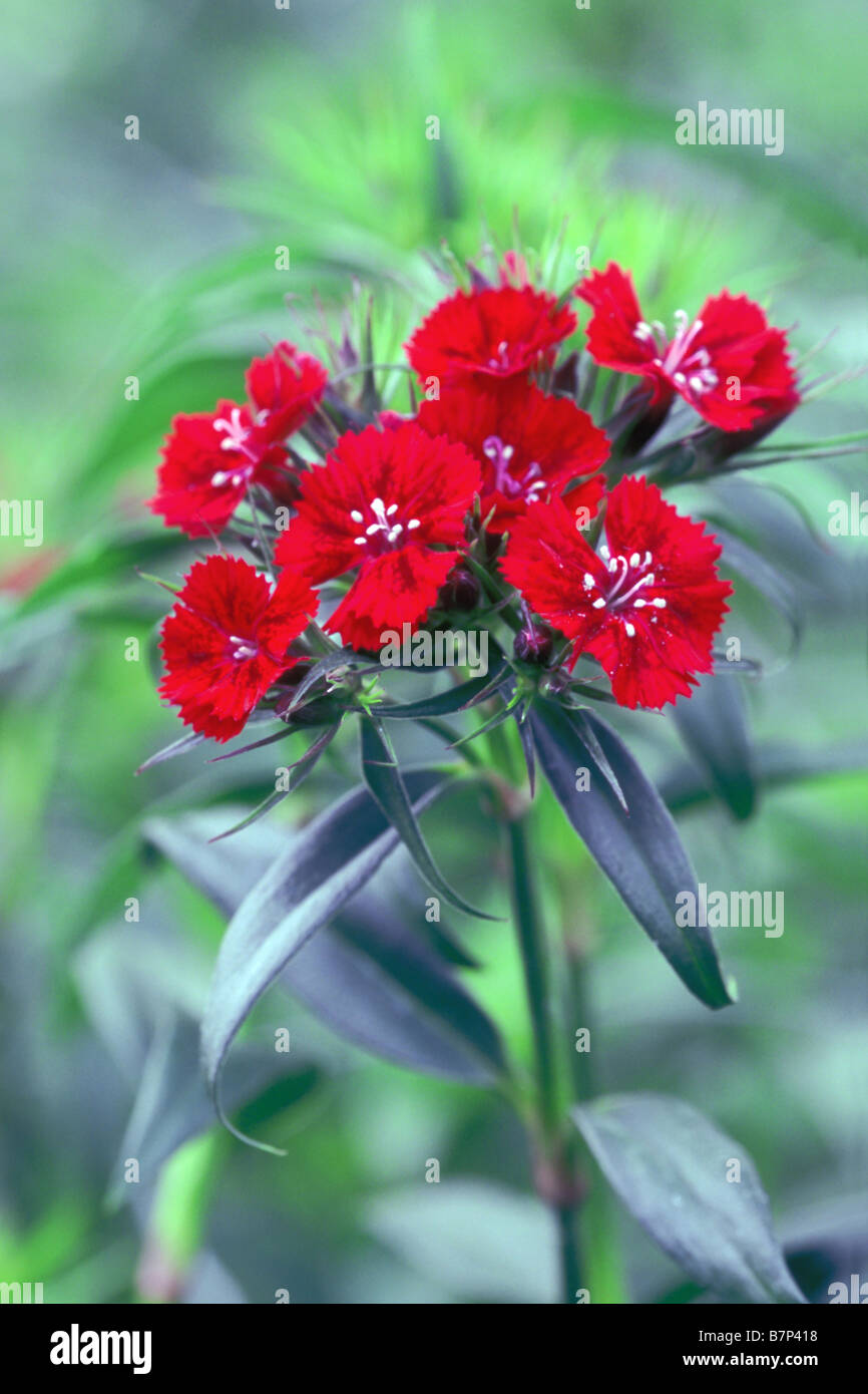 Sweet William (Dianthus barbatus), variété : Sweet William floraison rouge. Banque D'Images