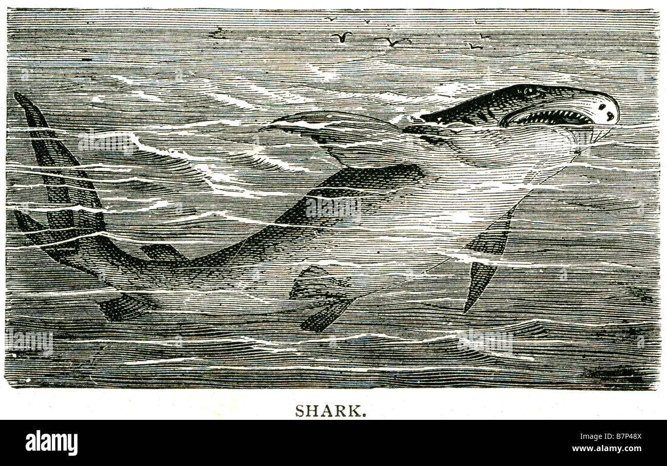 Shark superorder Selachimorpha squelette cartilagineux poissons corps respire cinq à sept fentes branchiales. Les requins ont un cov Banque D'Images