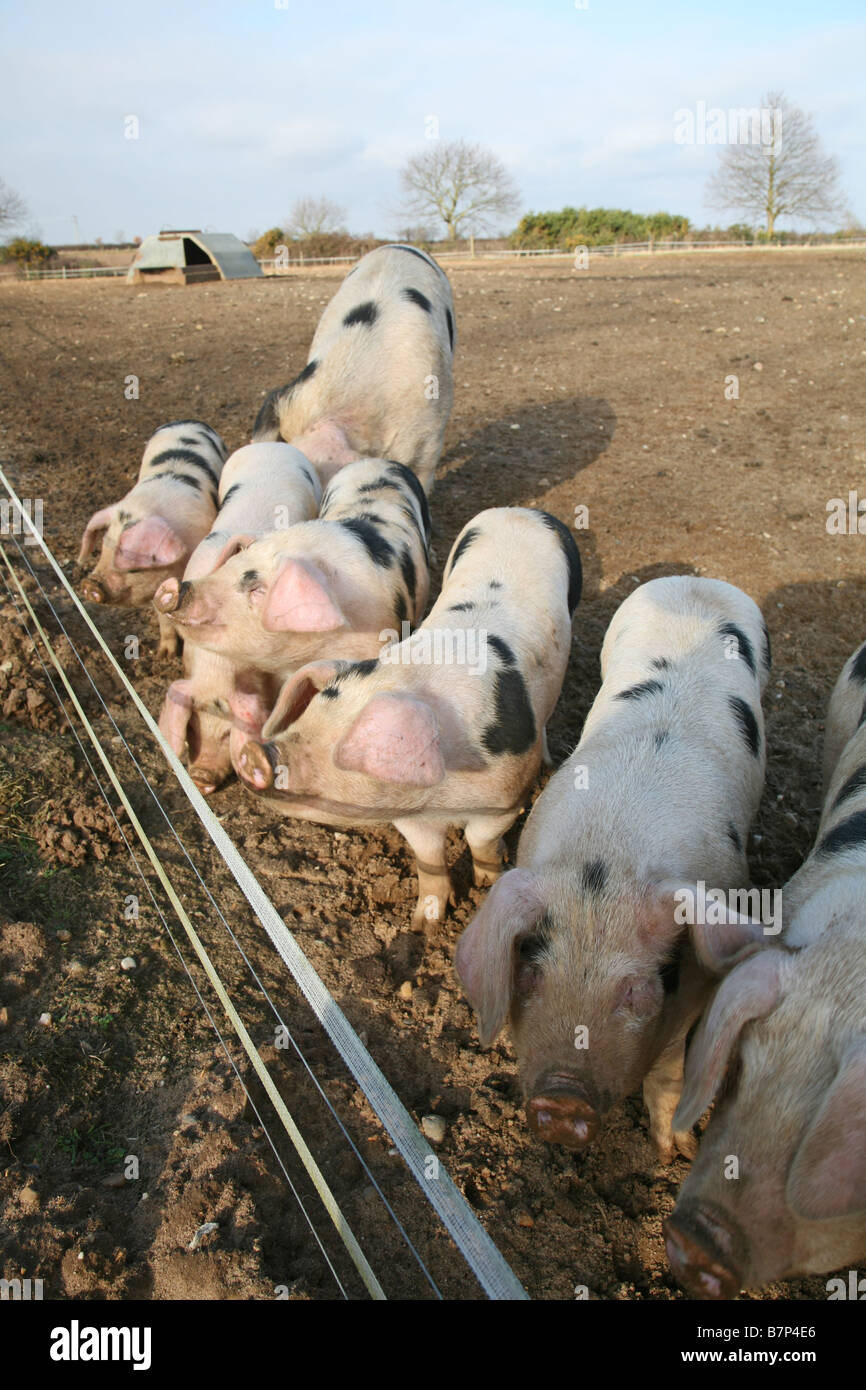 Porcs de libre parcours Banque D'Images