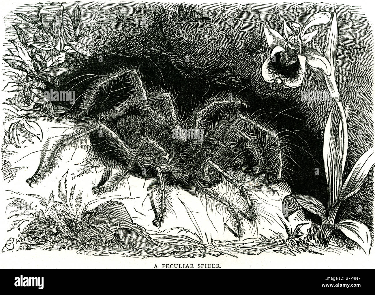 Araignée particulière les araignées sont des arthropodes chelicerate respiration qui ont huit pattes, et chélicères modifiées en crochets que j Banque D'Images