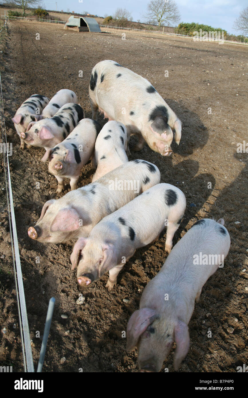 Porcs de libre parcours Banque D'Images