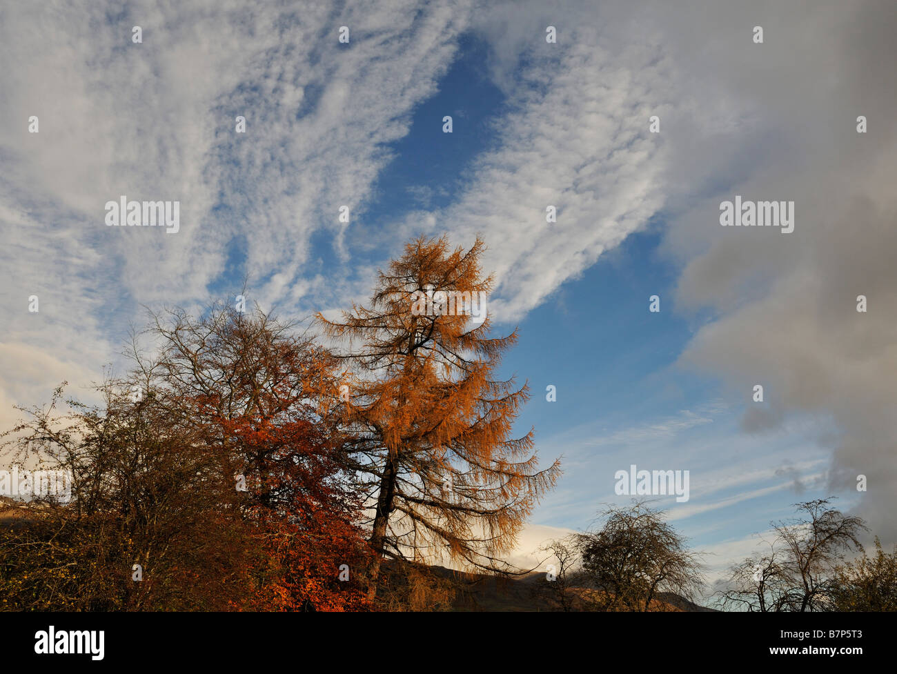 Hêtre et chêne arbres, dans des couleurs d'automne contre un ciel dramatique à Killin Perthshire Scotland UK Banque D'Images