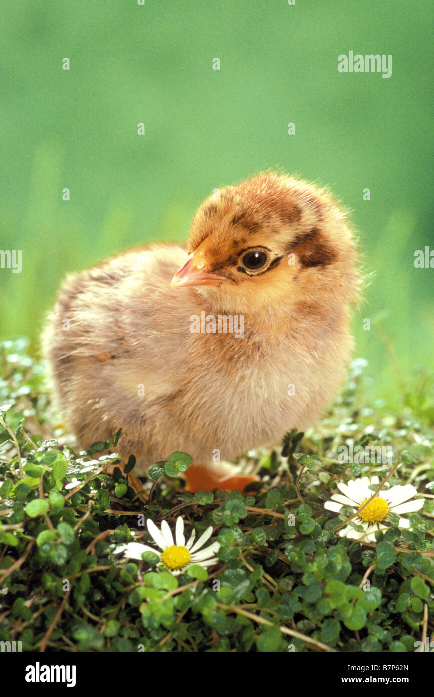 Poulet Bantam Gallus domesticus poussin avec Daisies Banque D'Images