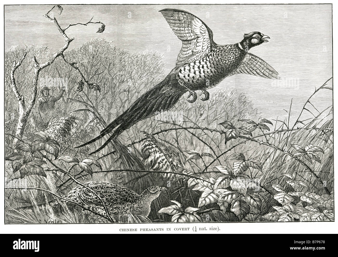 La politique chinoise (Faisan de Colchide Phasianus colchicus), est un oiseau appartenant à la famille (Passériformes). Elle est originaire d'Asie et a Banque D'Images