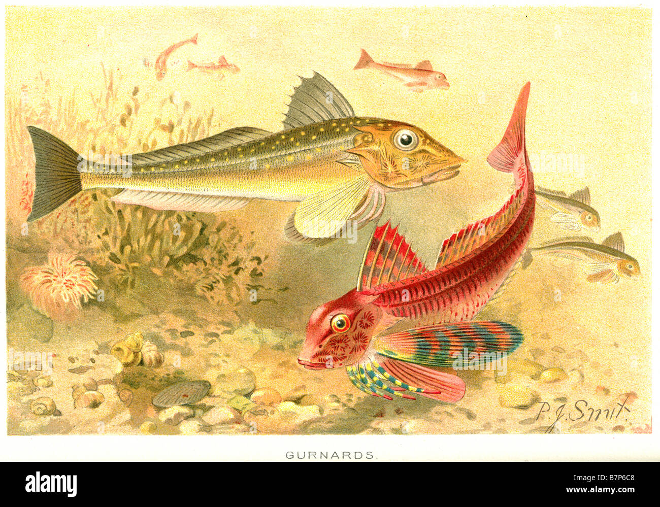 Scorpaeniform gurnards Triglidae pectorales poisson de fond Banque D'Images
