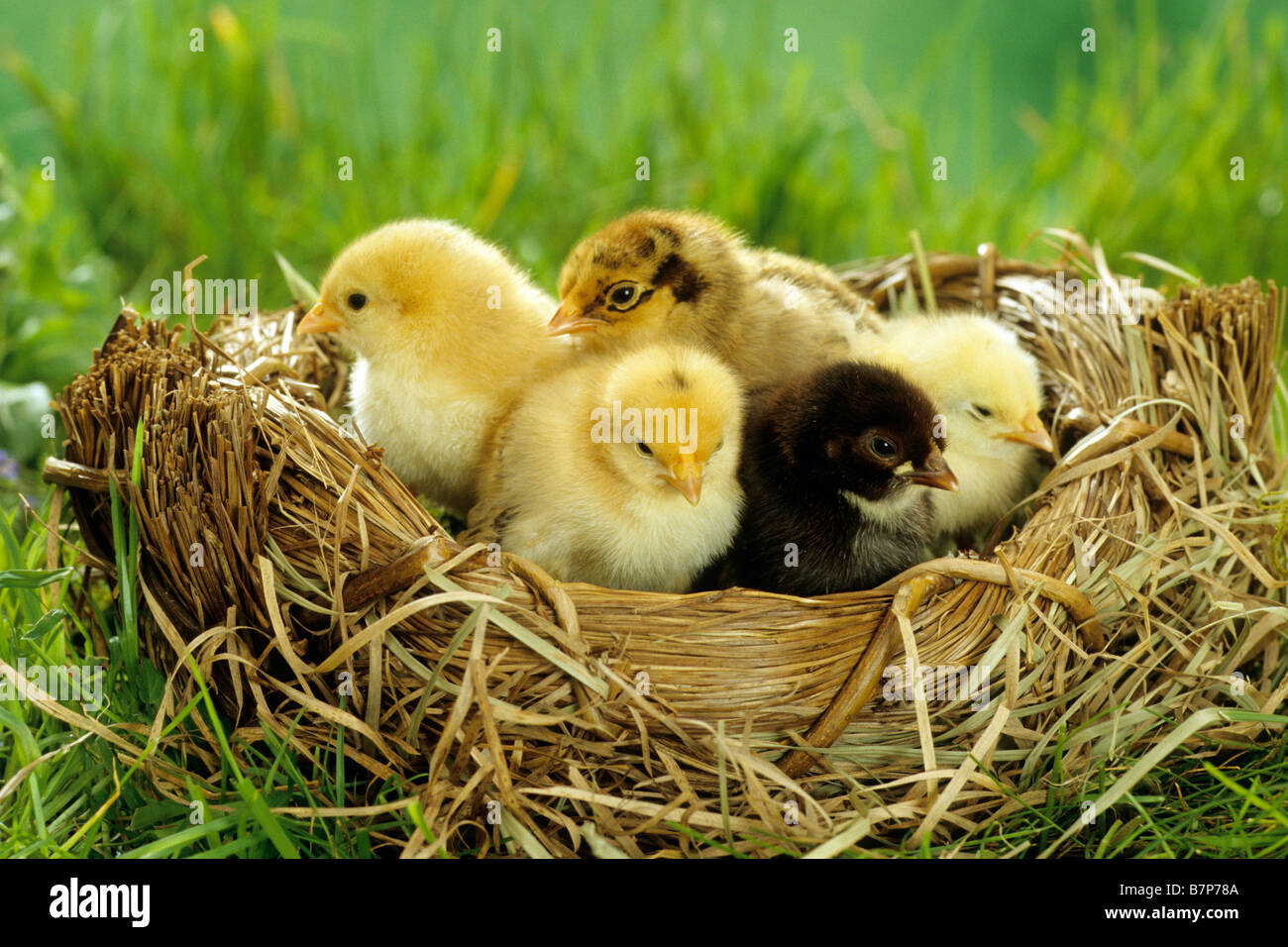 Poulet domestique (Gallus gallus domesticus), bantam poussins dans un nid artificiel Banque D'Images