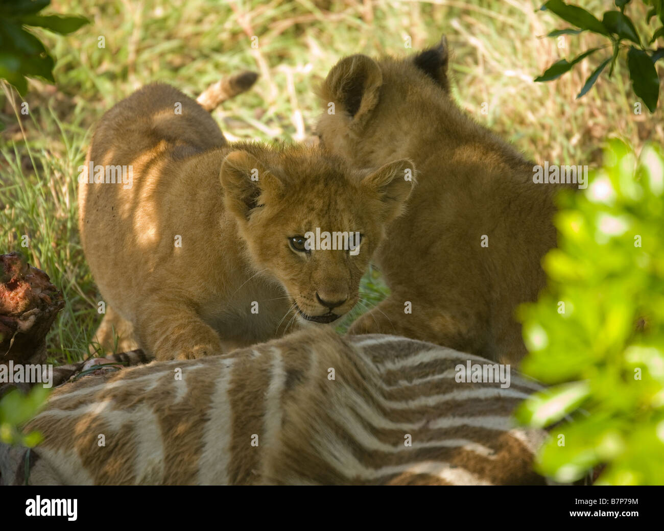 Des lionceaux se nourrissant d'un zèbre que leur mère avait tué dans le Masai Mara au Kenya Banque D'Images