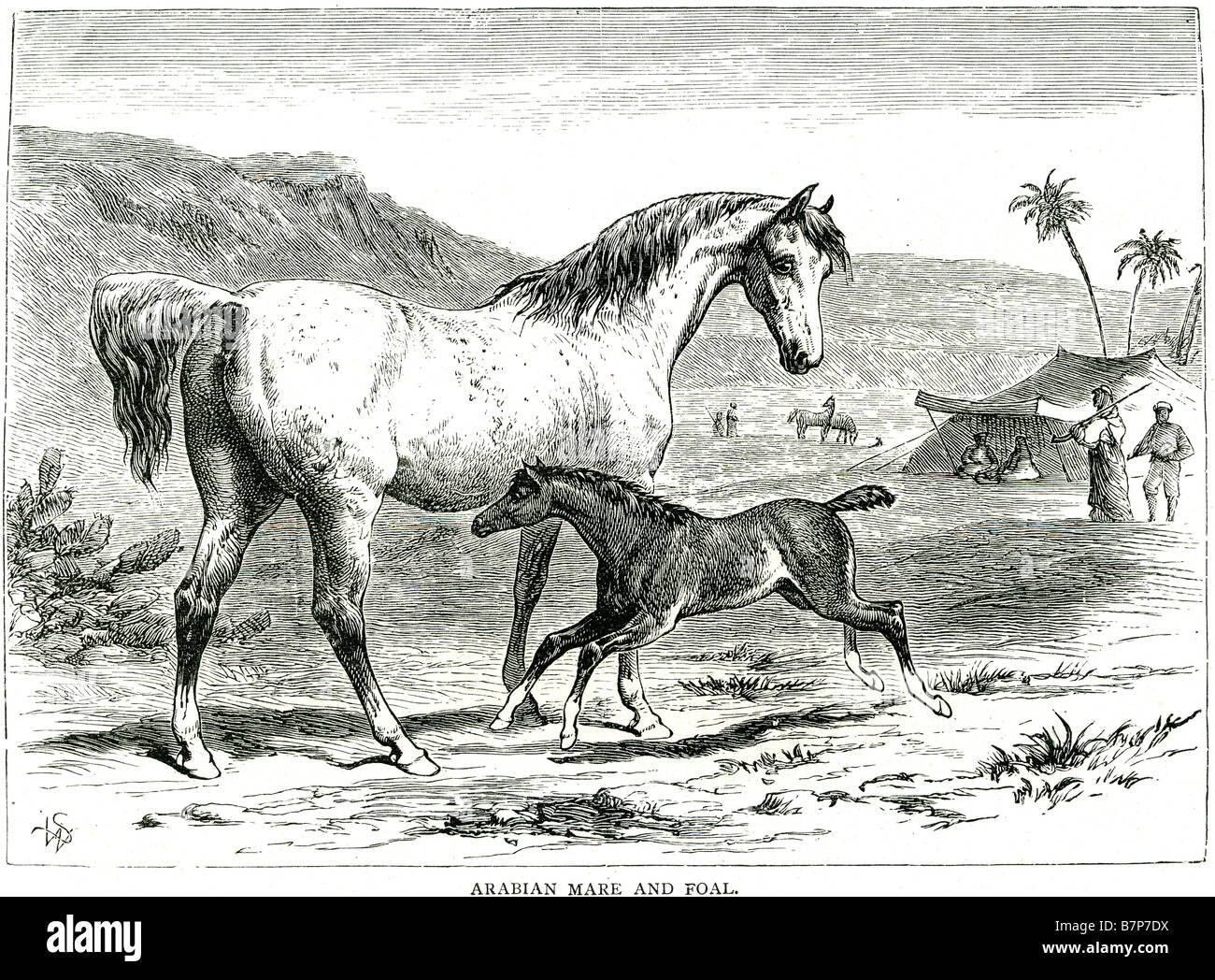 Equine Arabian mare poulain desert nomad tente d'exécution sport animaux jeunes chevaux caracolant panure Banque D'Images