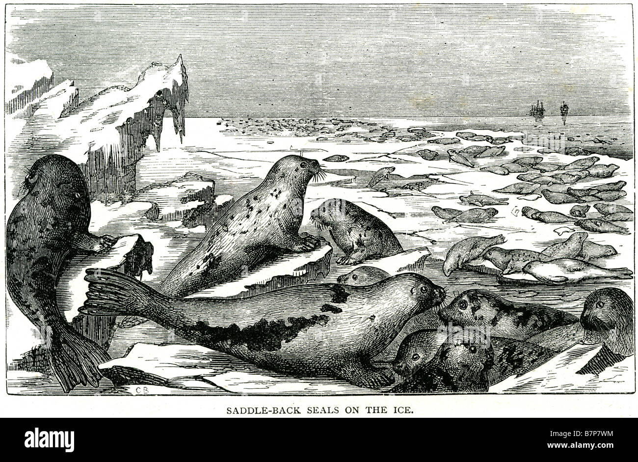 La piqûre à l'arrière de la glace de mer arctique colany joints shore snow faune nature sauvage des animaux phoques du Groenland (en plein air ou de selle de secours joints), Banque D'Images