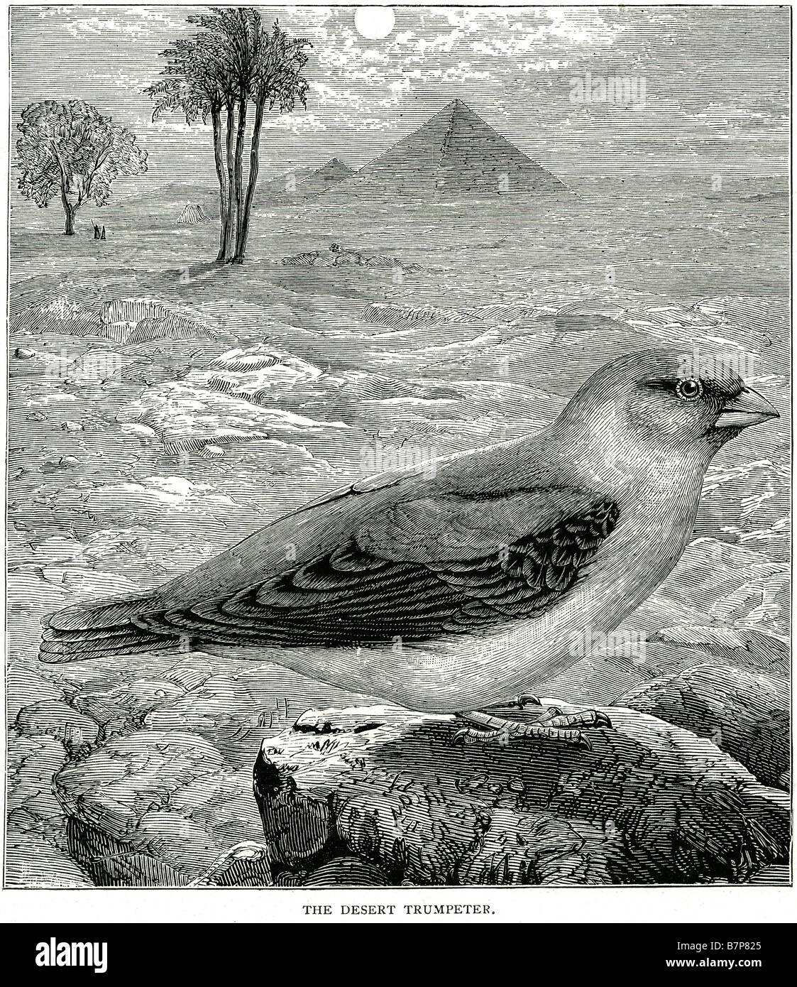 Le trompettiste du désert desert Egypte profil d'oiseaux perchés palmier pyramide sable le trompettiste Rhodopechys githaginea, Finch, est un petit Banque D'Images