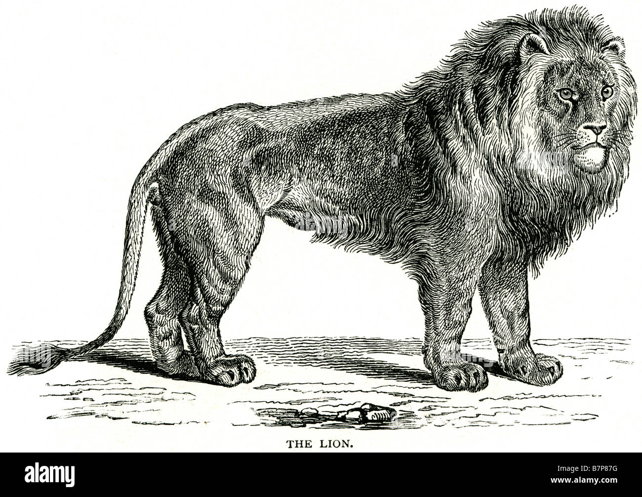 Prédateur lion Panthera leo Félidés l'Afrique subsaharienne de la faune sauvage des animaux carnivores nature Plein Air Banque D'Images