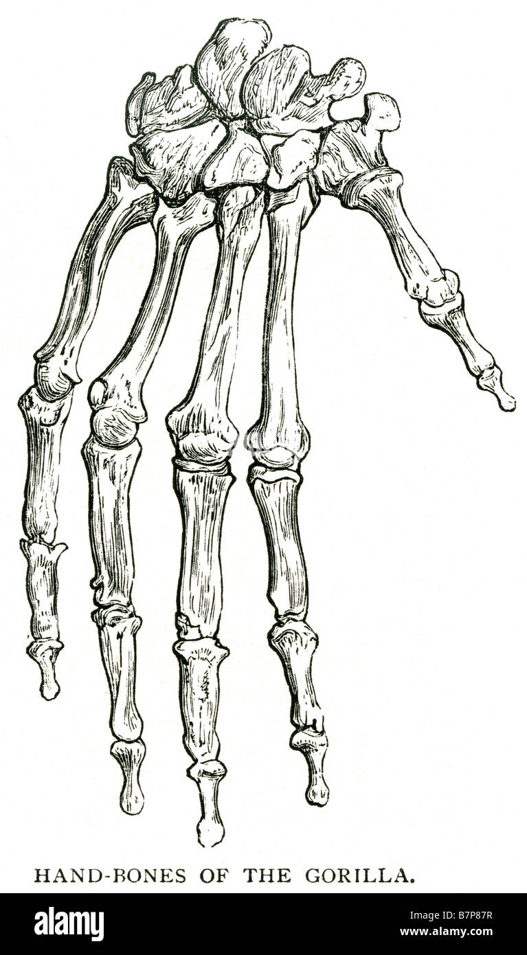 Les os du squelette main gorille anatomie pouce doigt knuckle Banque D'Images