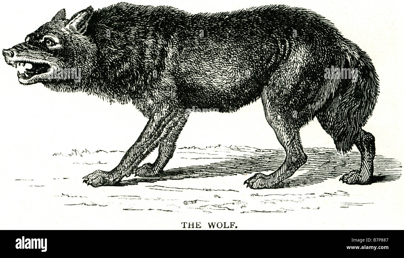 Canidae loup Canis lupus Loup survivant de l'âge de glace profil prédateur de la faune sauvage animal canin nature Plein Air Banque D'Images