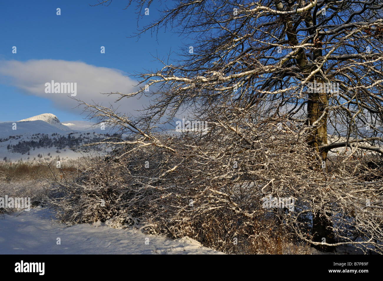 Arbres couverts de neige dans le jardin d'un pays avec des collines en hiver Perthshire Scotland UK Killin Banque D'Images