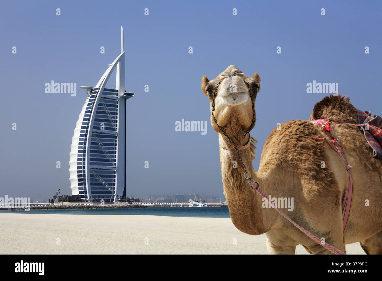 Camel avec l'hôtel Burj al Arab de Dubaï, en arrière-plan Banque D'Images