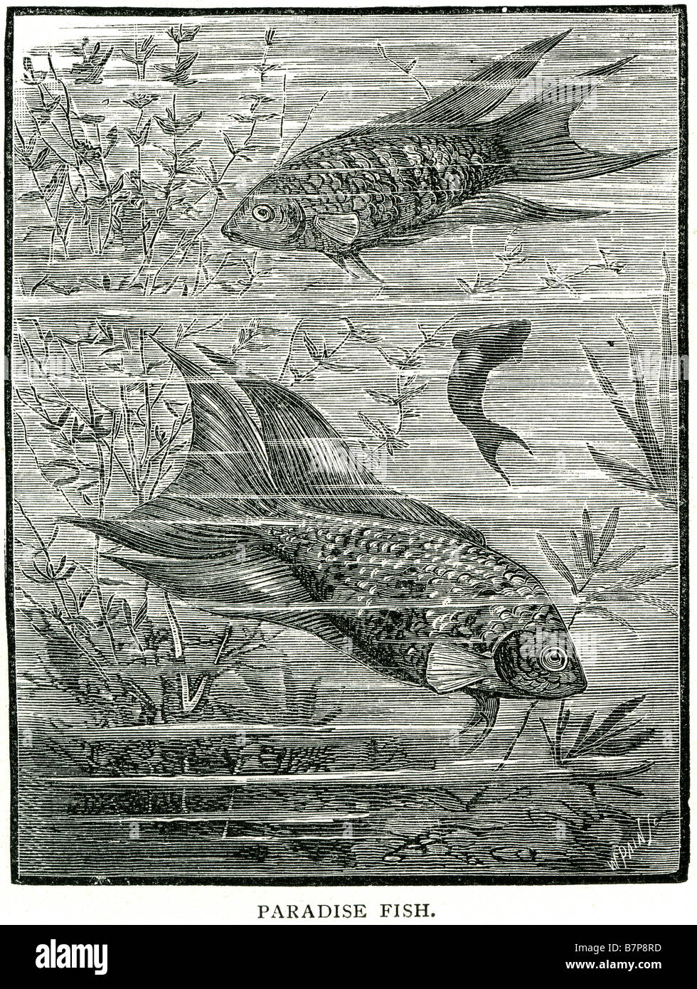 Poissons d'eau douce paradis Macropodus partie operculaire fossés labyrinthe rizière eau mer River Wildlife nature wild Banque D'Images