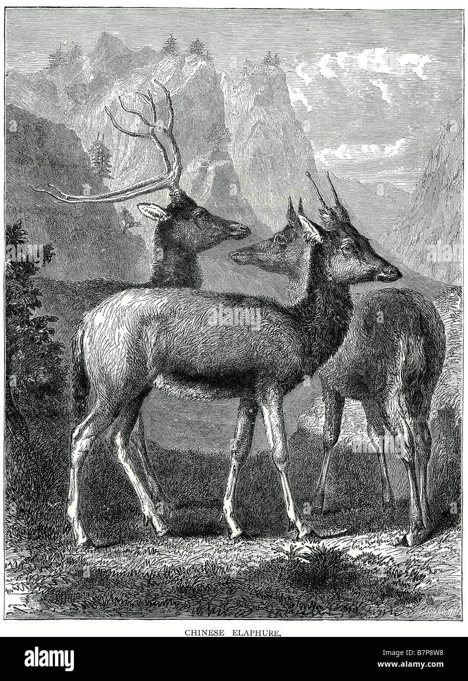 Elaphure chinois le pâturage des animaux de la faune de la vallée de la nature sauvage du nord de la Chine l'extérieur le cerf sika (Cervus nippon mandarinus) est l'un Banque D'Images
