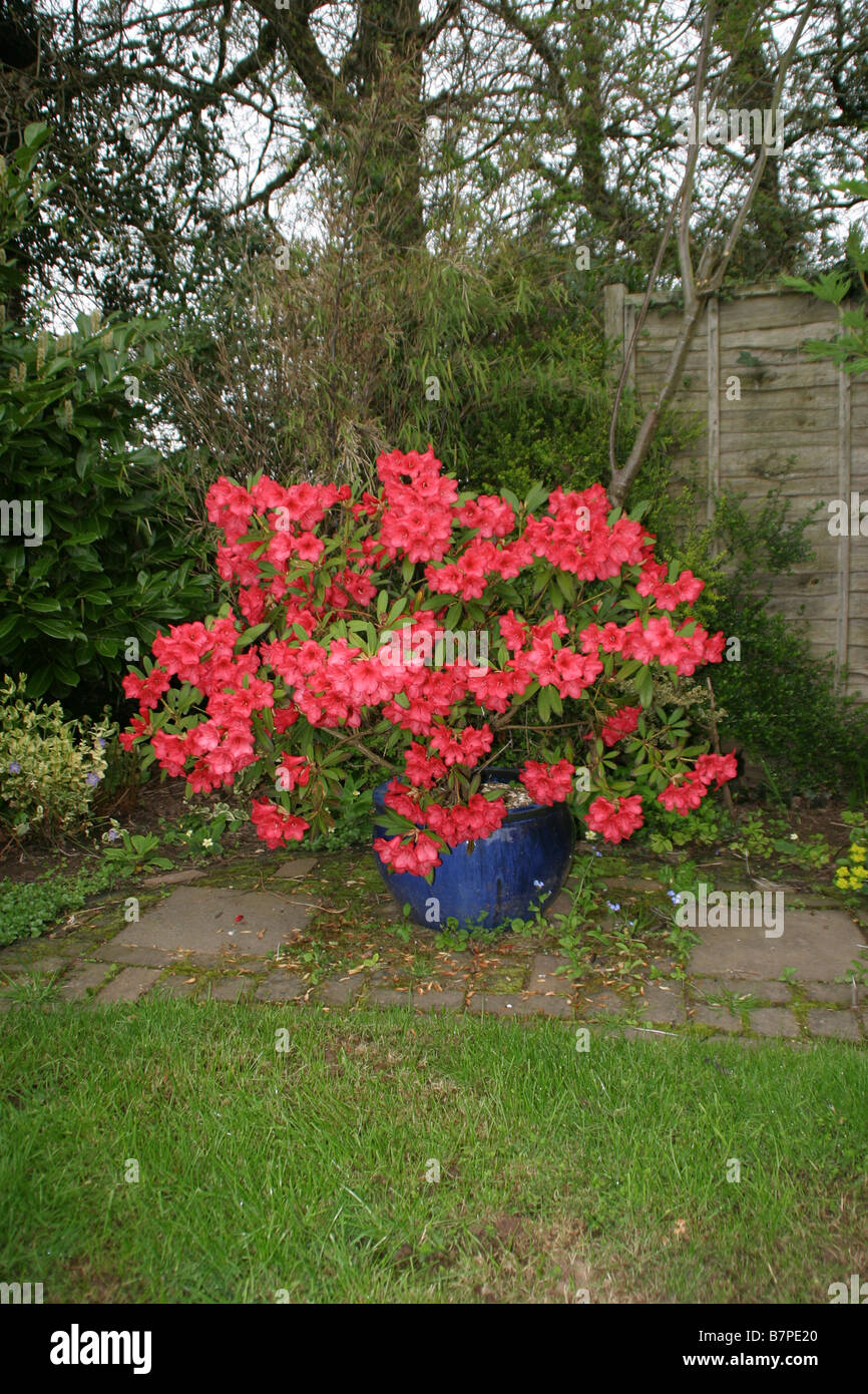 Bush dans le récipient de rhododendron Banque D'Images