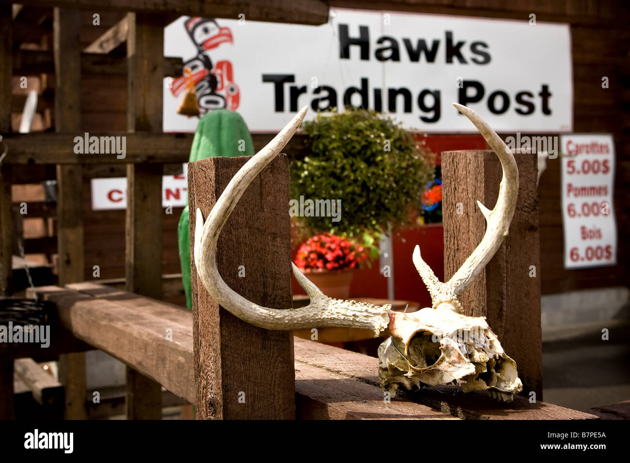 Crâne d'un animal se trouve à l'extérieur les Hawks trading post stocker dans la réserve autochtone algonquine de Kitigan Zibi, au Québec, Canada Banque D'Images
