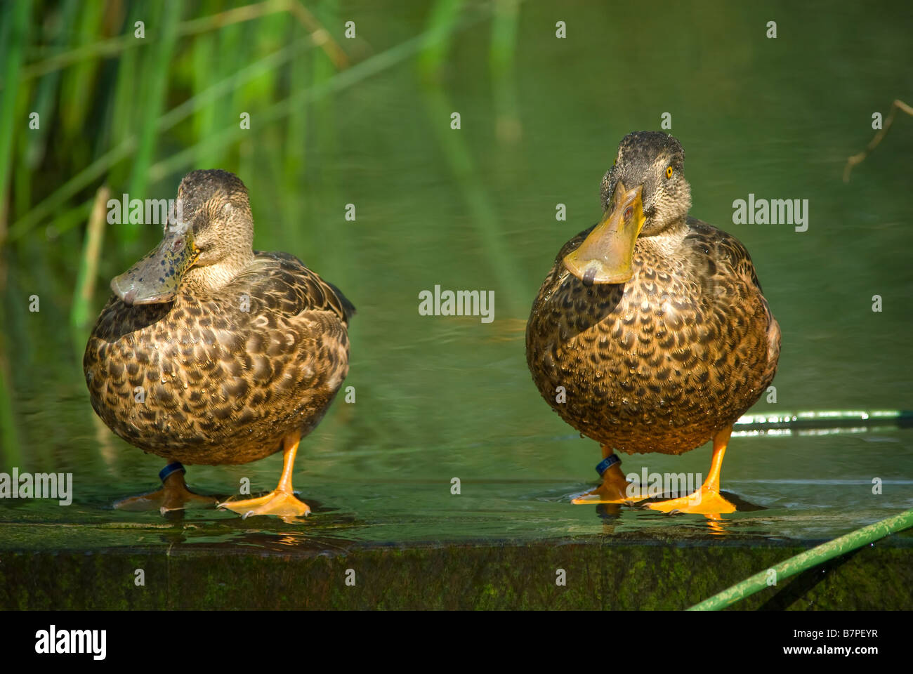 Image drôle de deux canards profitant de la lumière du soleil Banque D'Images