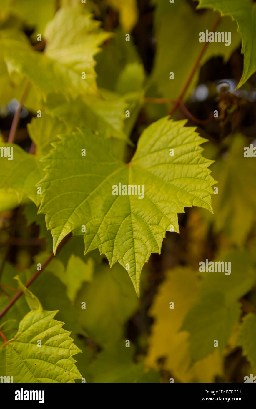 Close-up of a grape leaf Banque D'Images