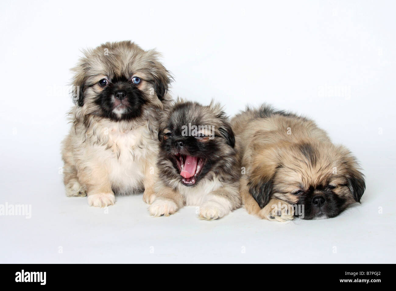 Tibetan Spaniel chiots 8 semaines Banque D'Images