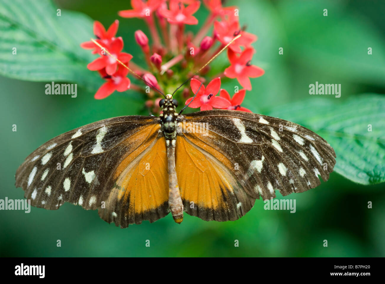 Close up d'un magnifique papillon Banque D'Images