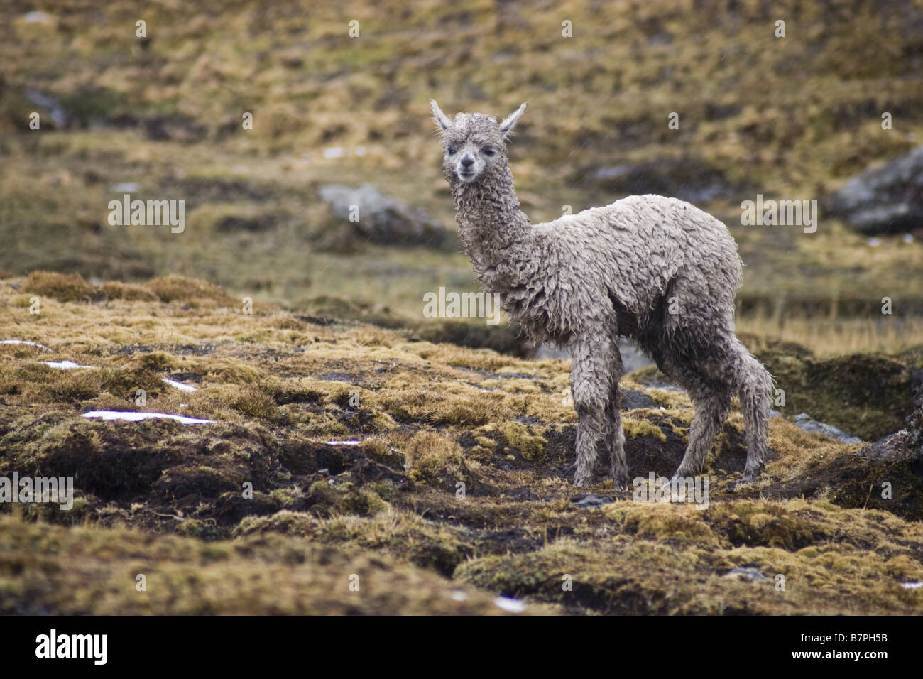 Un alpaga, en troupeaux par la traditionnelle Q'eros, se dresse sur une colline nue. Banque D'Images