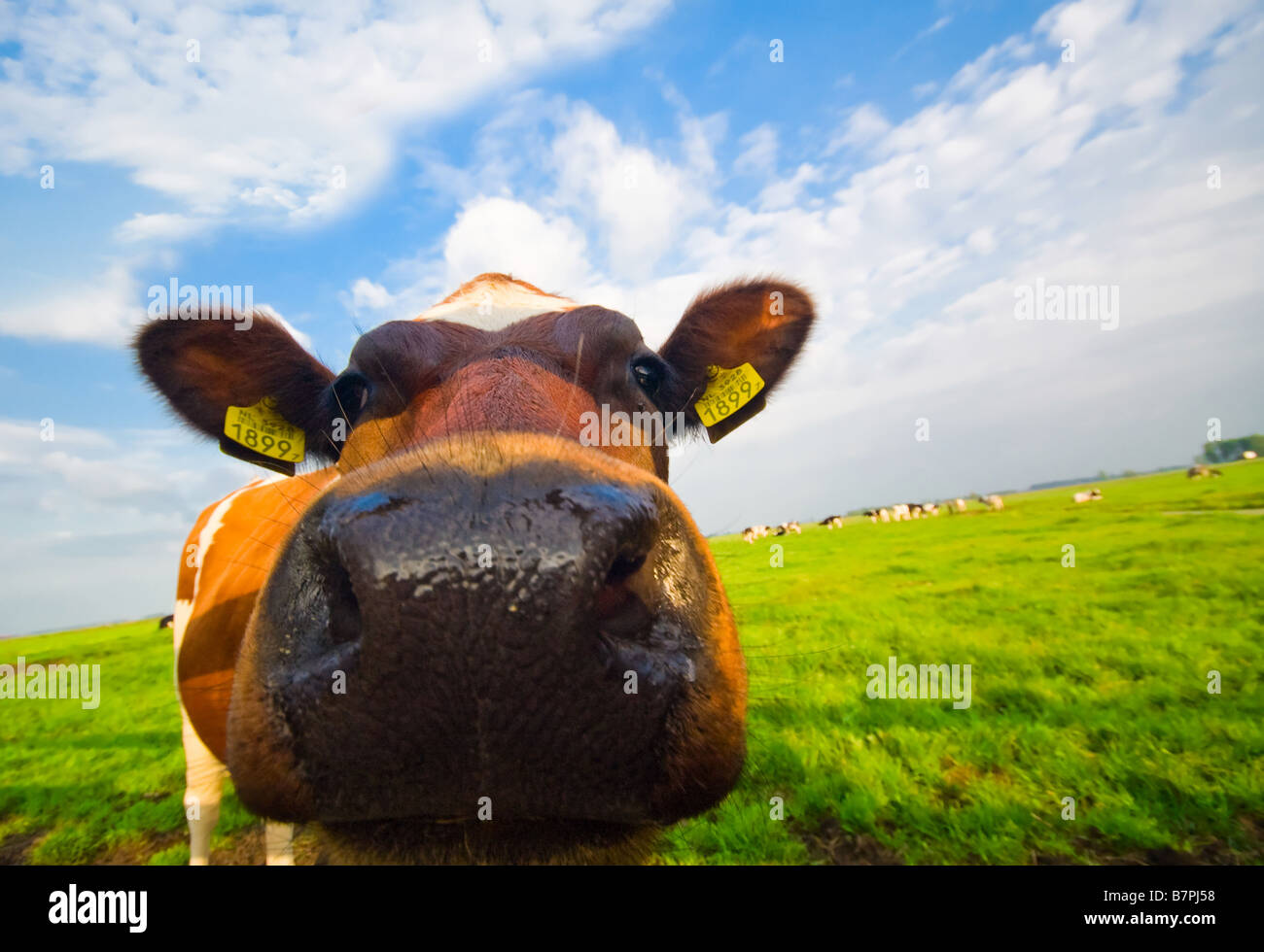 Image drôle d'un bébé vache prises avec un objectif grand angle Banque D'Images