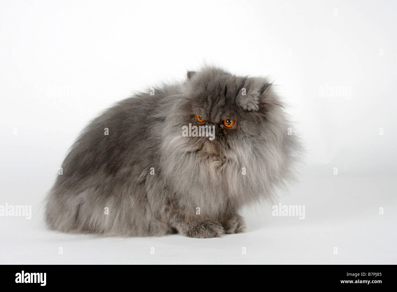Chat Persan Bleu Smoke Tomcat Photo Stock Alamy Chat Persan Bleu Smoke Tomcat Photo Stock Alamy