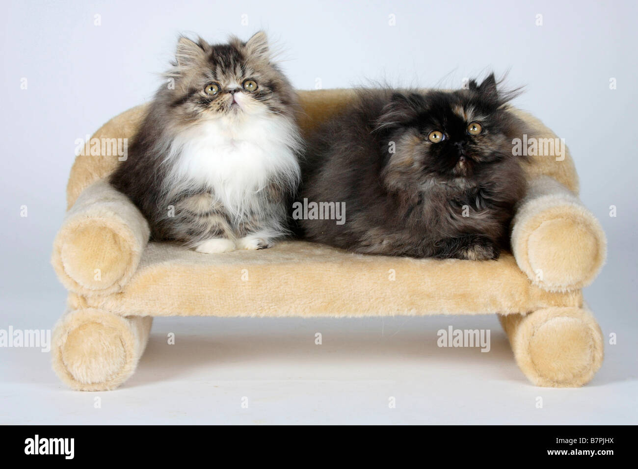 Chat persan chatons 12 semaines black tabby et blanc black tortie white Banque D'Images
