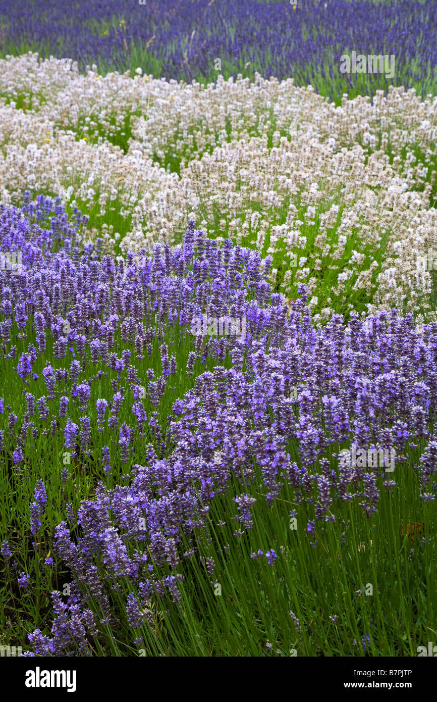 WA Vashon Island lignes incurvées de lavande Lavendula vera dans un champ cultivé Banque D'Images WA Vashon Island lignes incurvées de lavande Lavendula vera dans un champ cultivé Banque D'Images