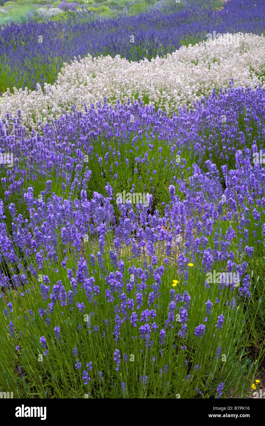 WA Vashon Island : Curving rangées de lavande, Lavendula vera, dans un champ cultivé Banque D'Images WA Vashon Island : Curving rangées de lavande, Lavendula vera, dans un champ cultivé Banque D'Images