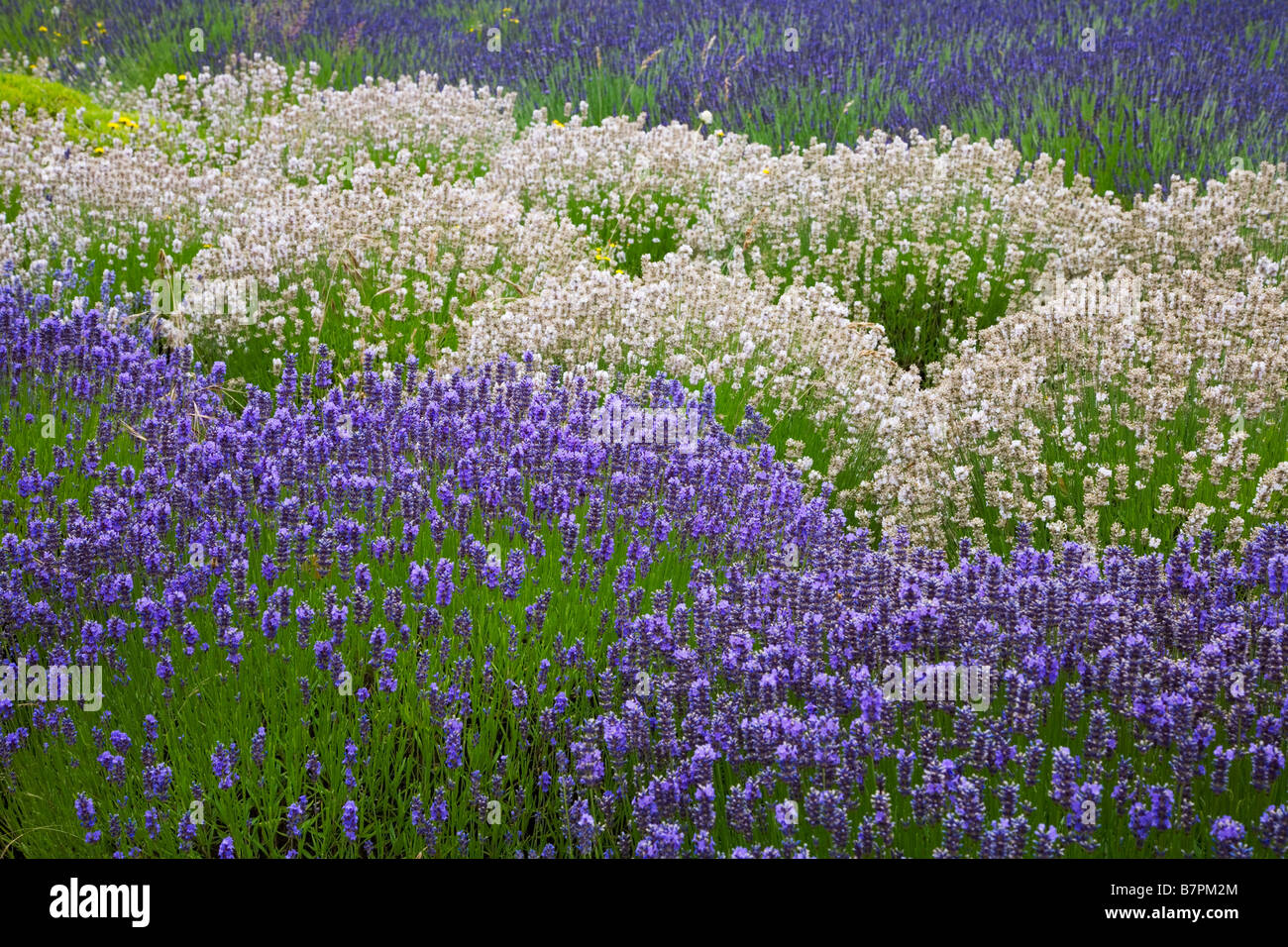 WA Vashon Island lignes incurvées de lavande Lavendula vera dans un champ cultivé Banque D'Images WA Vashon Island lignes incurvées de lavande Lavendula vera dans un champ cultivé Banque D'Images