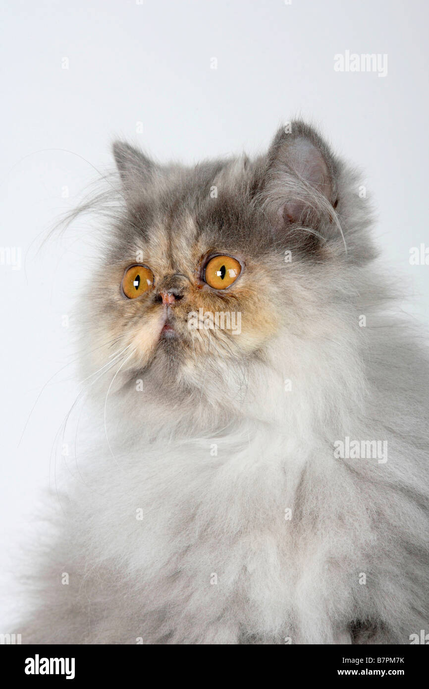 Chat Persan 5 Mois Blue Tortie Smoke Photo Stock Alamy