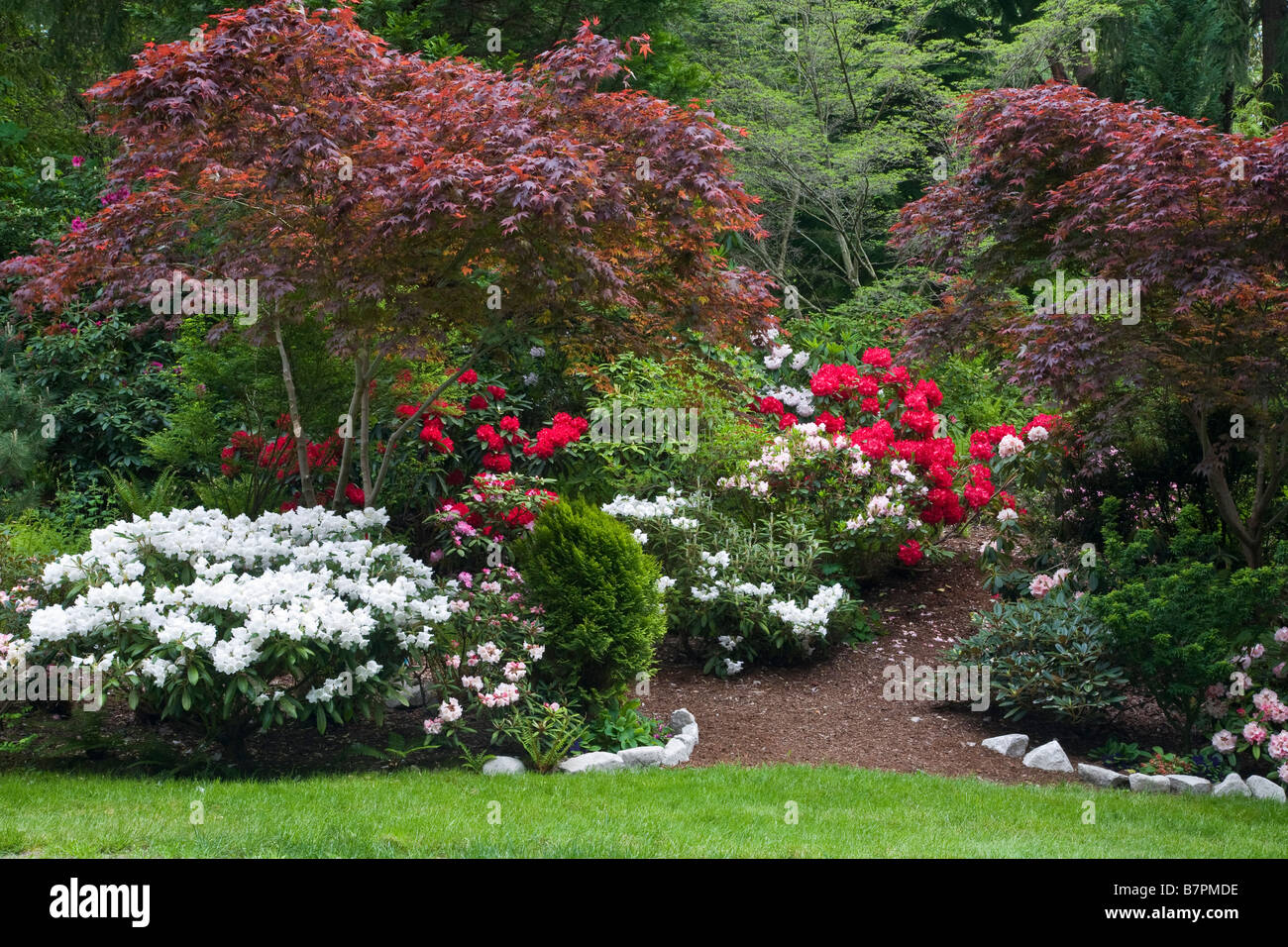 WA Vashon Island : chemin qui mène dans un jardin avec des forêts du nord-ouest du Pacifique et les érables rhododendron floraison Banque D'Images WA Vashon Island : chemin qui mène dans un jardin avec des forêts du nord-ouest du Pacifique et les érables rhododendron floraison Banque D'Images