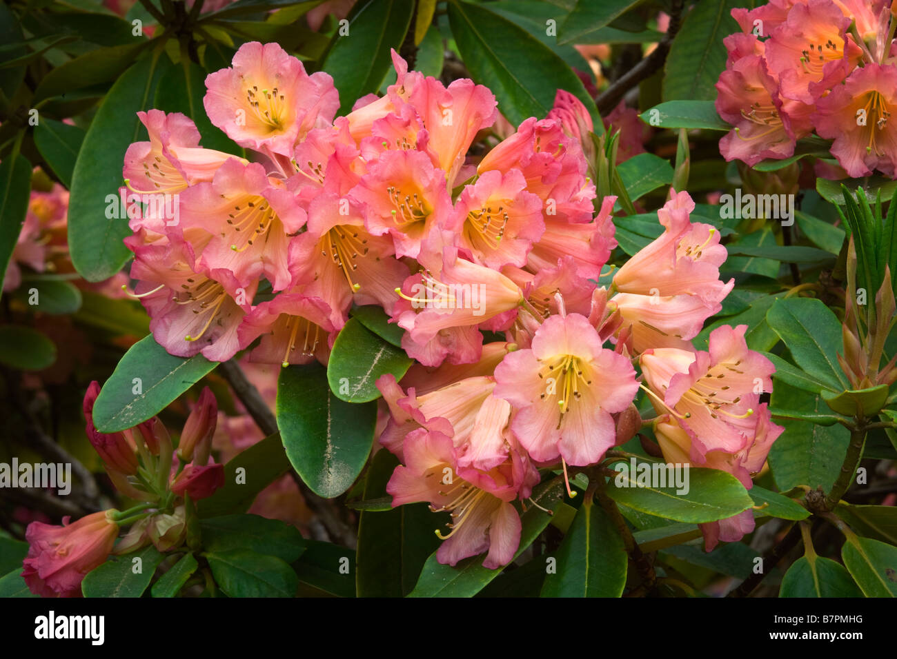 Vashon Island, WA : Rhododendron Marmelade unique détail des fleurs dans un jardin du nord-ouest du Pacifique Banque D'Images Vashon Island, WA : Rhododendron Marmelade unique détail des fleurs dans un jardin du nord-ouest du Pacifique Banque D'Images