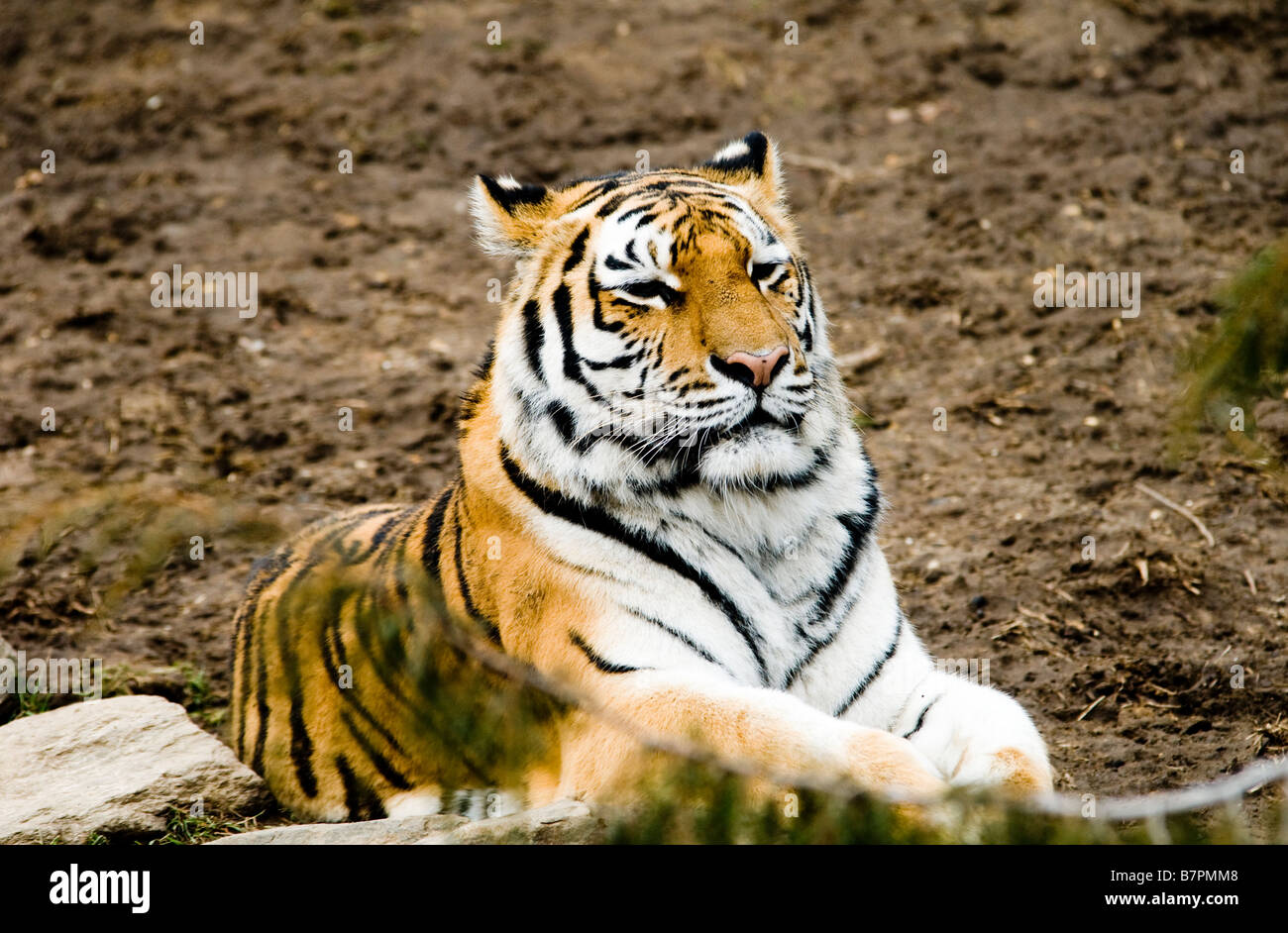 Un magnifique tigre de Sibérie Banque D'Images