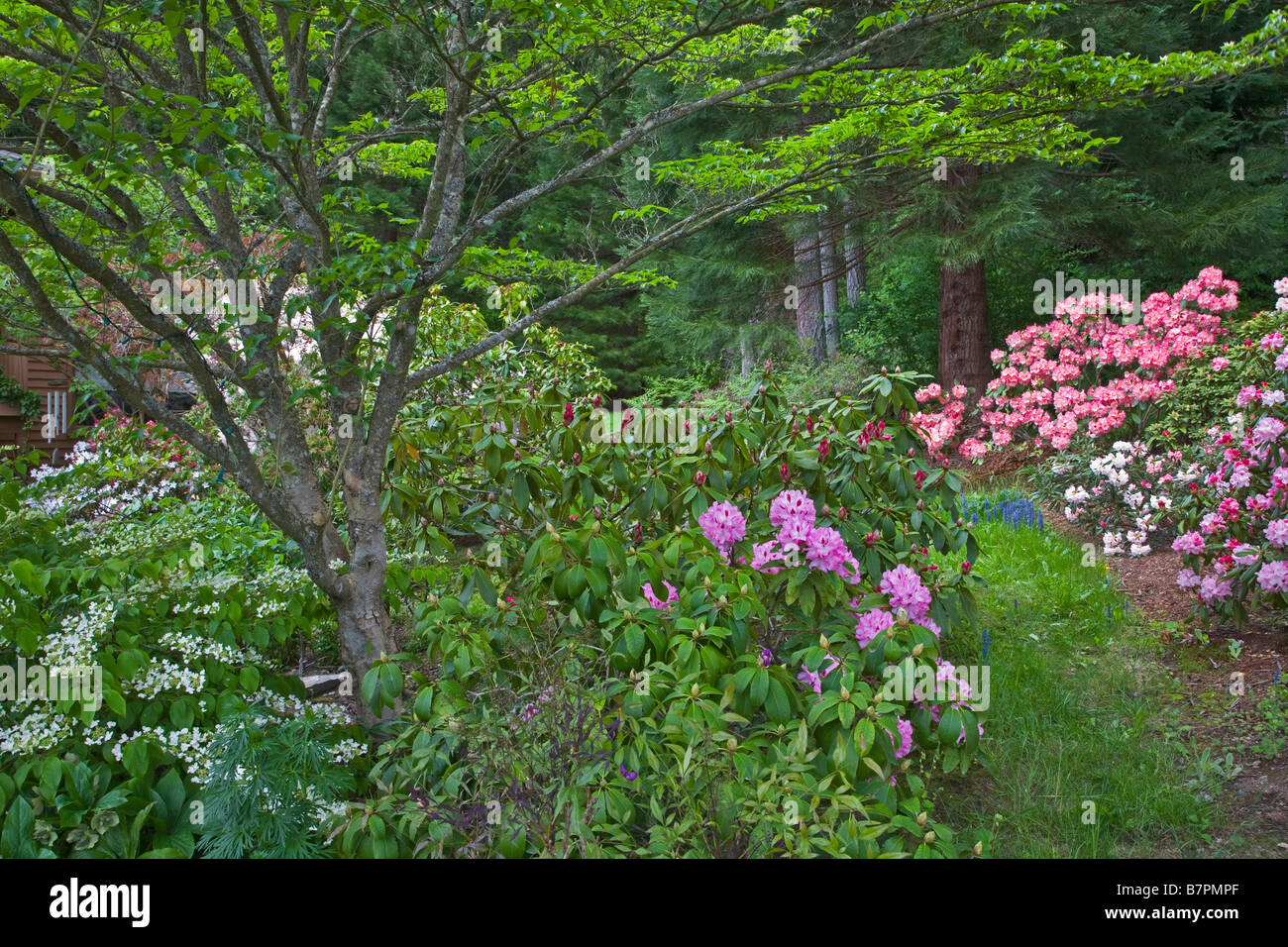 Vashon Island, WA : Chemin dans une forêt du nord-ouest du Pacifique avec la floraison des rhododendrons et répandre le cornouiller Banque D'Images Vashon Island, WA : Chemin dans une forêt du nord-ouest du Pacifique avec la floraison des rhododendrons et répandre le cornouiller Banque D'Images