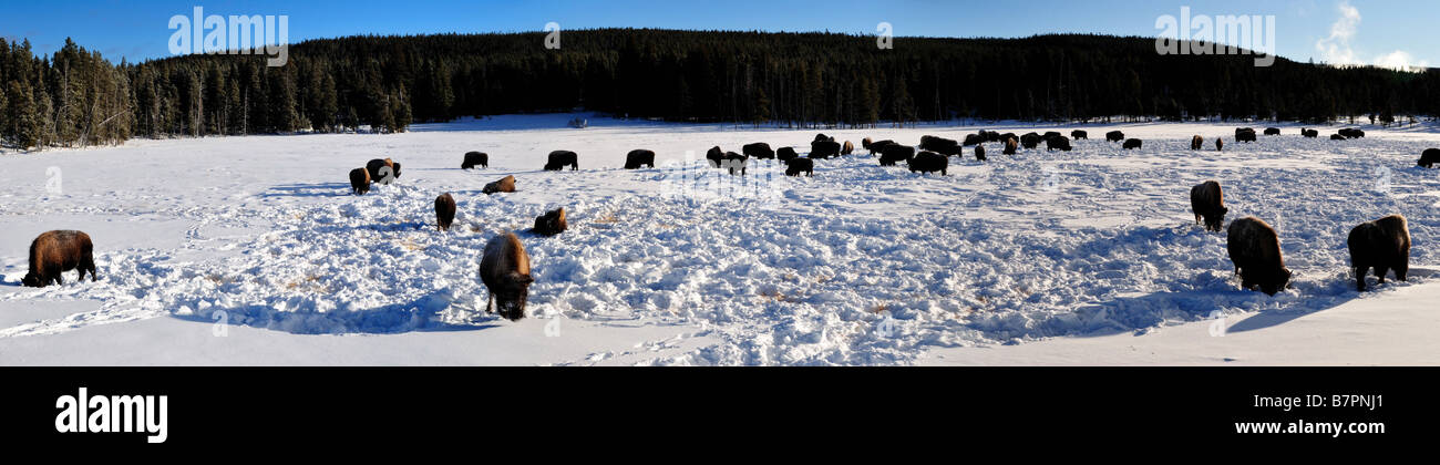 Panorama le troupeau de bisons. Le Parc National de Yellowstone, Wyoming, USA. Banque D'Images