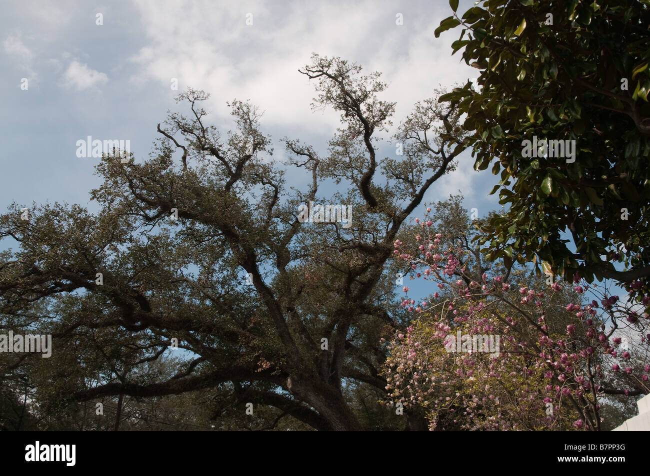 Ciel à travers live oaks et tulip arbres du jardin (New Orleans, LA) Banque D'Images