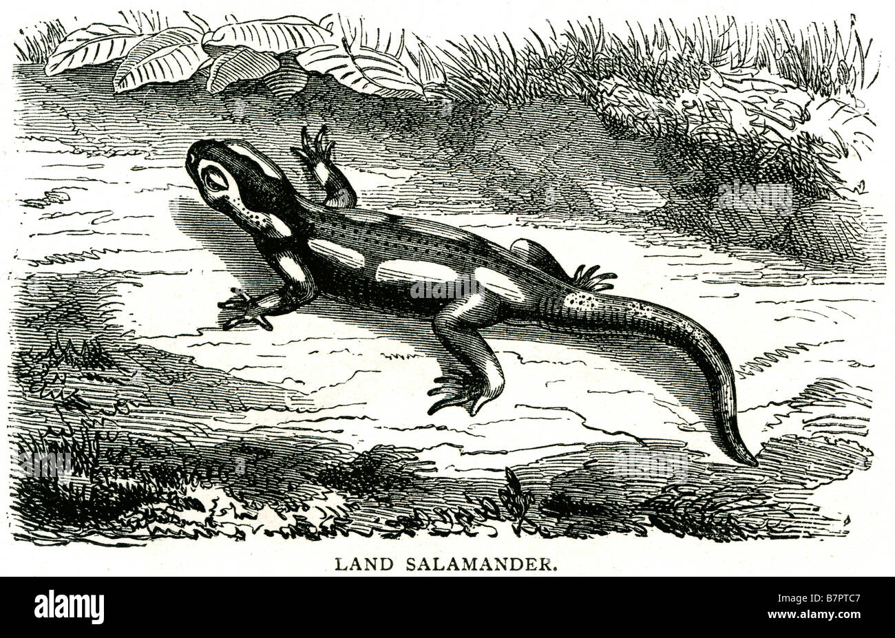 Des urodèles urodèles salamandre terrestre lizard un corps élancé devis shrub milieu naturel faune nature animal sauvage Outdoor Banque D'Images