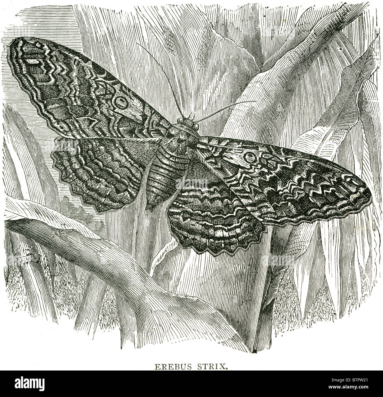 Erebus strix une espèce d'insecte est étroitement liée à la papillon, les deux étant de l'ordre des Lépidoptères. Les différences entre Banque D'Images