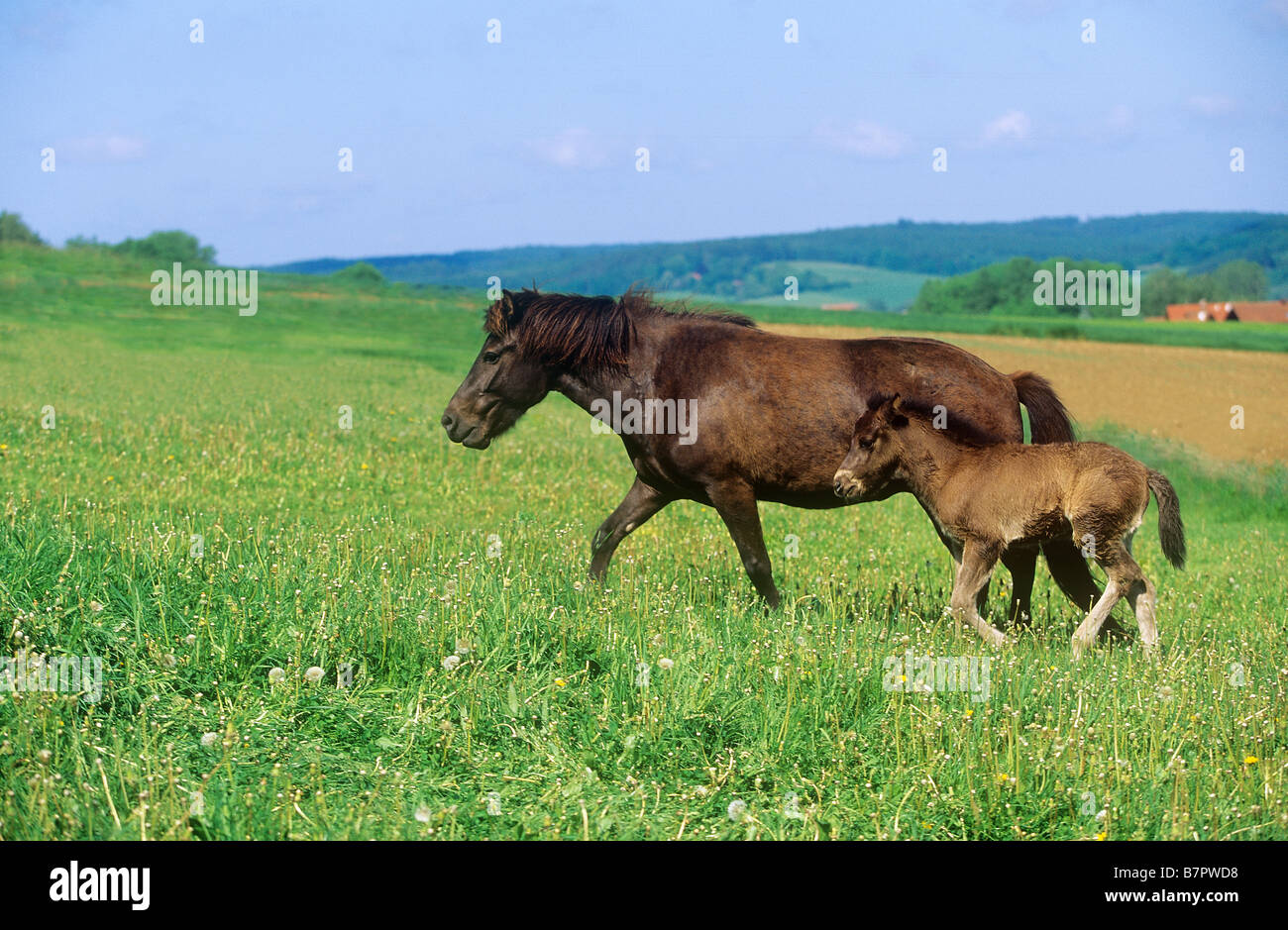 Icelandic Horse mare avec poulain - trotting on meadow Banque D'Images