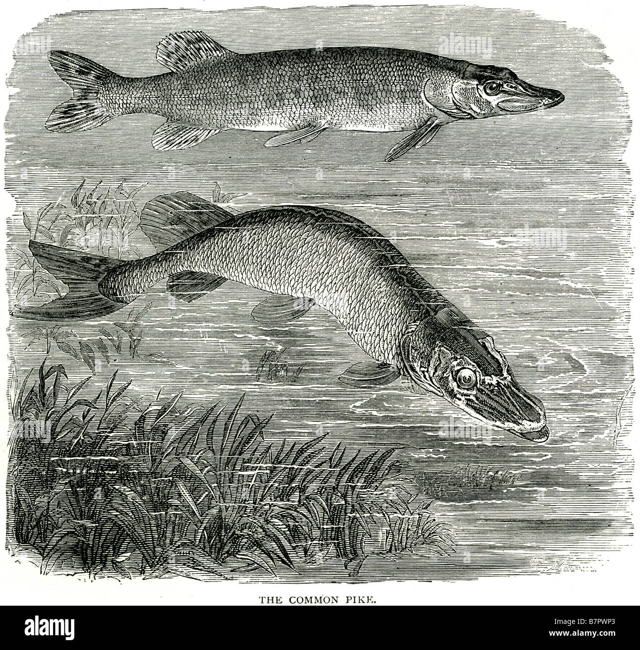 Le brochet du nord (connu comme le brochet en Grande-Bretagne), Esox lucius, est une espèce de poissons carnivores du genre Esox (les Piques). T Banque D'Images