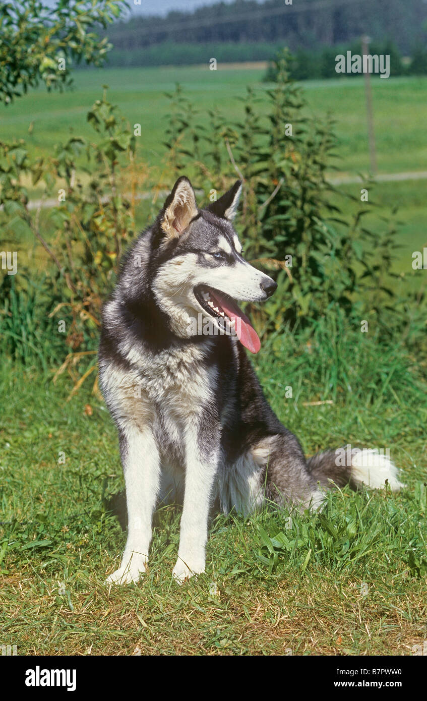 Husky de Sibérie - sitting on meadow Banque D'Images