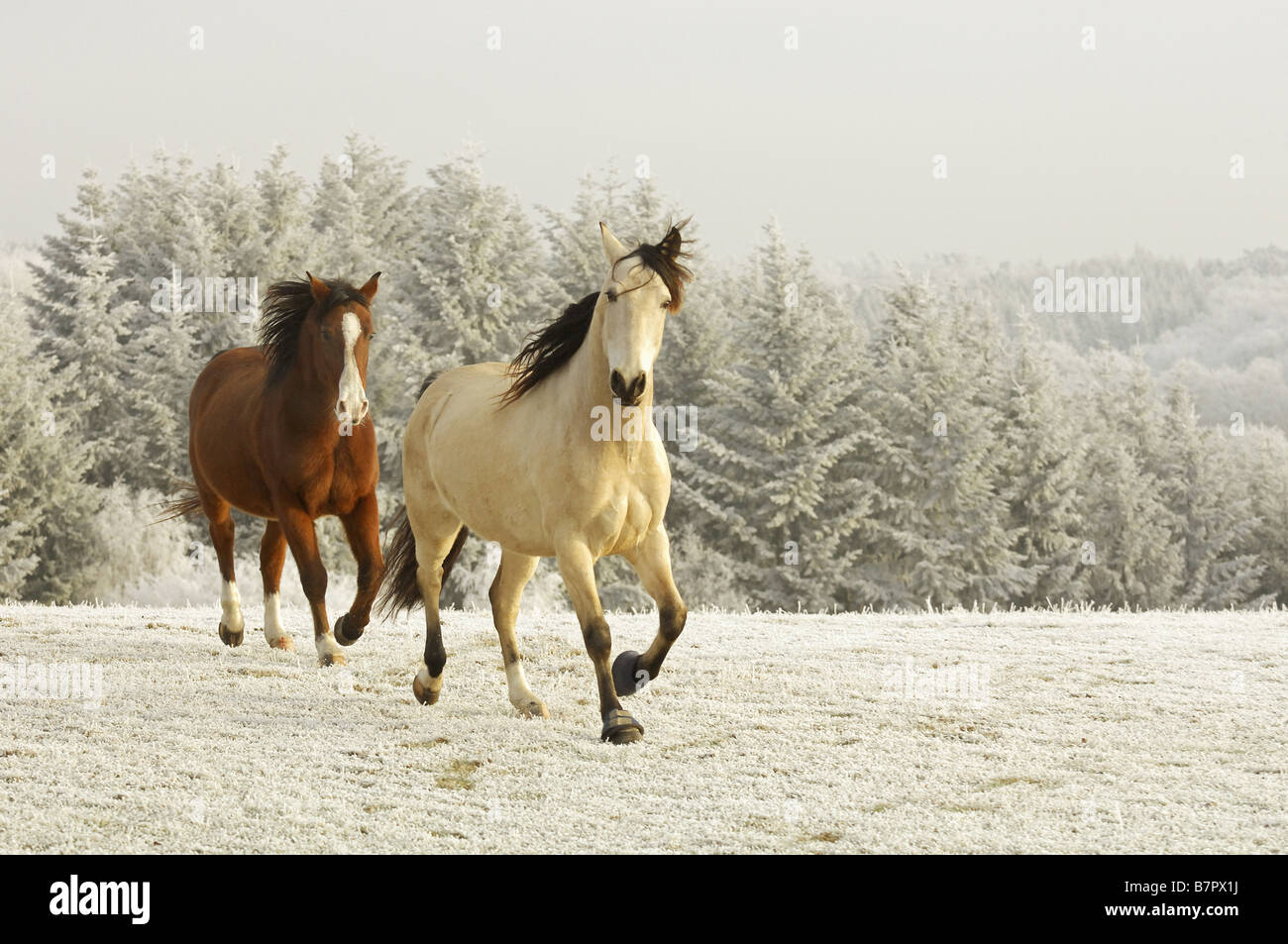 Et Mangalarga Marchador cheval arabe Shagya Banque D'Images